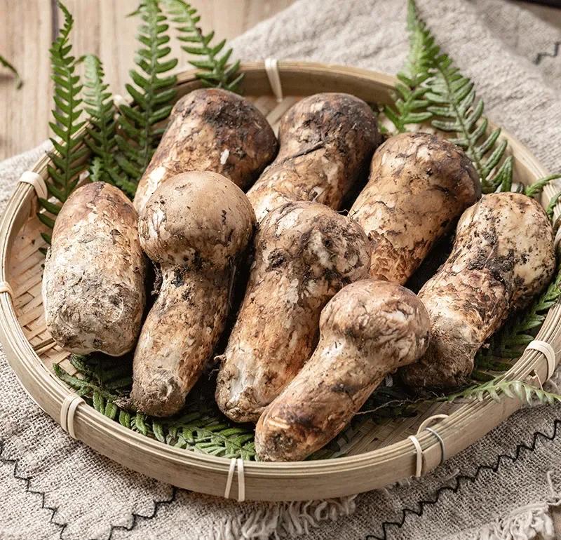 云南松茸：一方水土养..