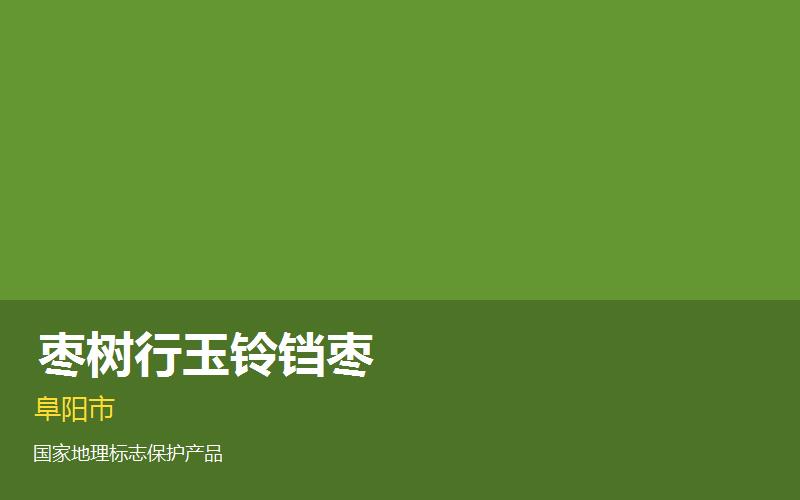 阜阳颍泉枣树行玉铃铛..