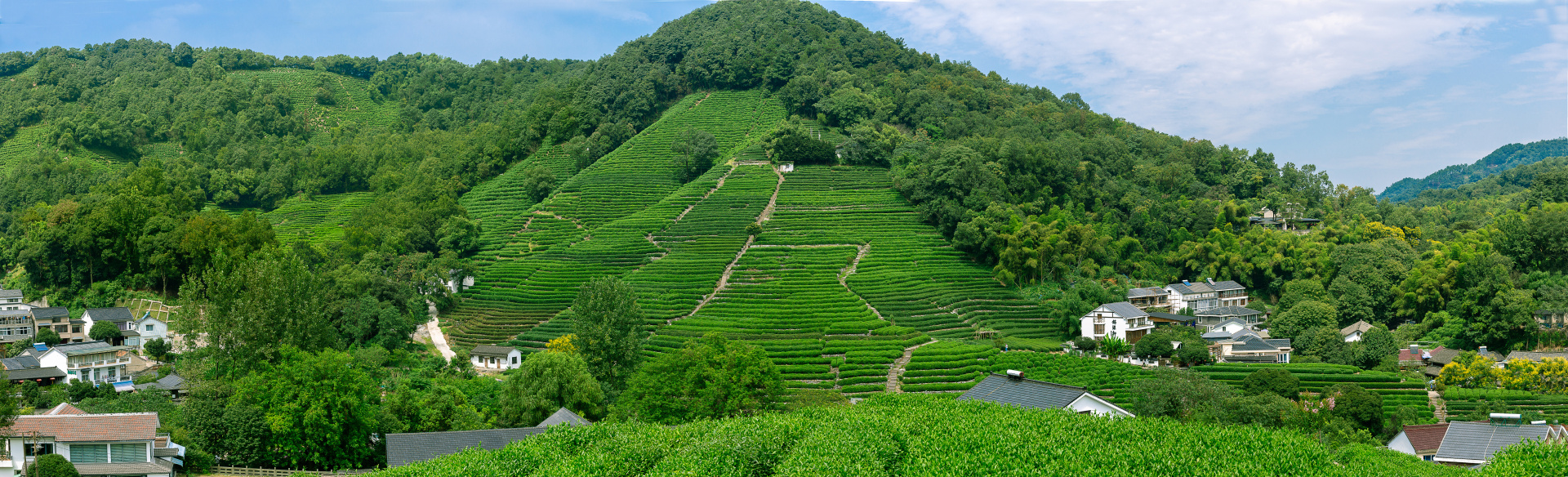 西湖龙井村